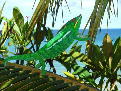 Un caméléon dans un palmier