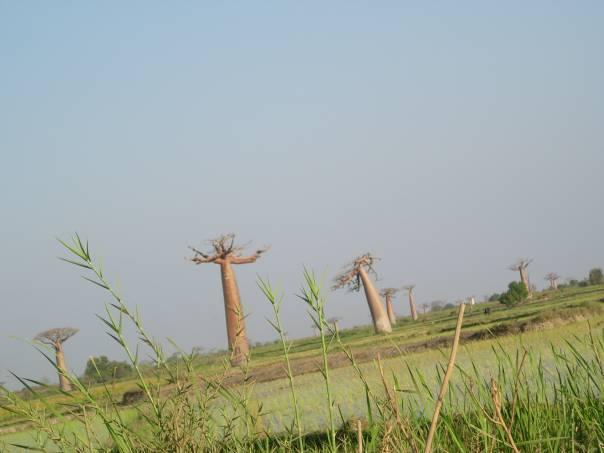 Baobabs