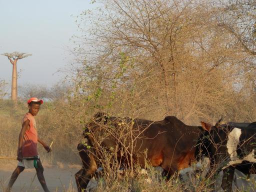 Un homme avec ses vaches, dans la forêt