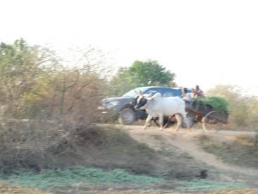 Le zébu double le 4x4